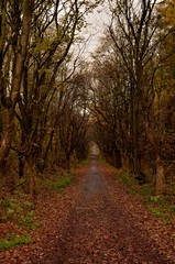 droga przez las