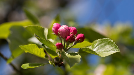 Obraz na płótnie Canvas Apple blossom in spring