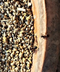 seed with ants, the flavors of nature, importance of food in life, all about food, selective food