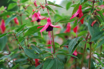  Fuchsia magellanica