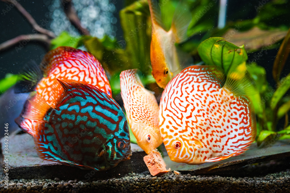 Canvas Prints Colorful fish from the spieces Symphysodon discus and angelfish in aquarium feeding on meat.