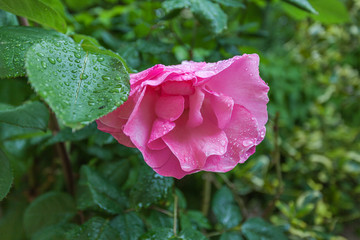 Freshly blossomed rose flower, wet with raindrops. Image associated with love, freshness, natural beauty