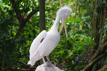 岩場に立つホシバシペリカン