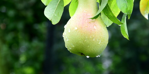 Reife Birnen mit Regentropfen an einem Ast eines Birnenbaumes