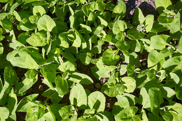 Garden orache in the spring