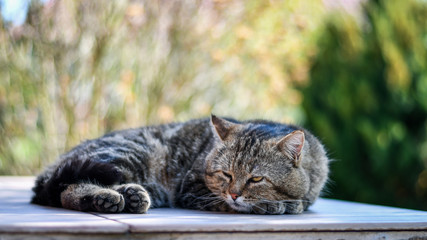 Cute cat relaxing outdoors. Low DOF.