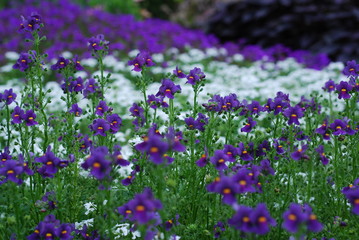 Fototapeta premium A field of purple and white flowers