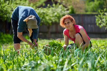 Fototapeta premium Farmer women harvesting orache