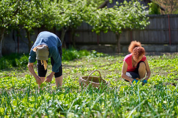 Farmer women harvesting orache
