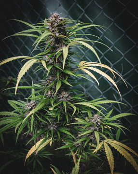 Planta de mariguana a punto de ser cosechada