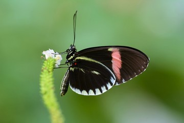 Obraz premium Postman butterfly on flower close up photo