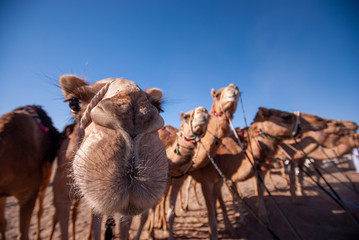 Race camels in Sharqiya , Oman