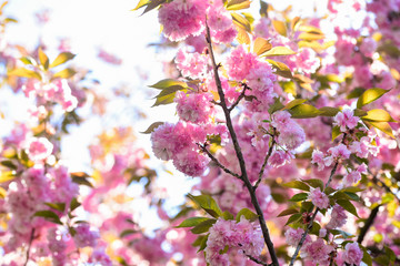 japanese sakura. pink sakura flower. floral background. spring blooming nature. warm summer day. beauty of season. cherry tree blossom. blossoming pink sakura. spa treatment. aroma of female perfume