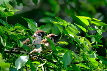 sparrow behind leaves