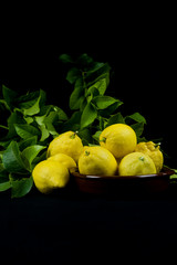 lemons on black and leaves on branches