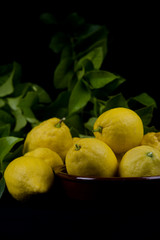 lemons on black and leaves on branches