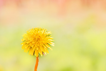 Naklejka premium Dandelions in the garden,white seed ball. Close up with bokeh.A bud, a flower blooms, seeds. Life cycle. Stages of life, seasons. Childhood and youth, youth and old age. Step by step.