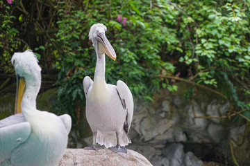 岩場に立つホシバシペリカン