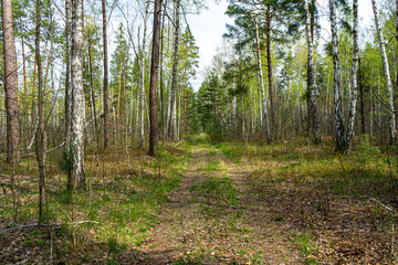 Path in early spring forest