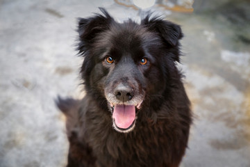 Frontal downward view,of a black long haired mixed breed dog from the neck up, with mouth open, against a neutral background
