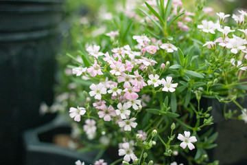 Pink and White Flowers