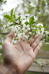 Fototapeta na wymiar cherry white blossoms in spring