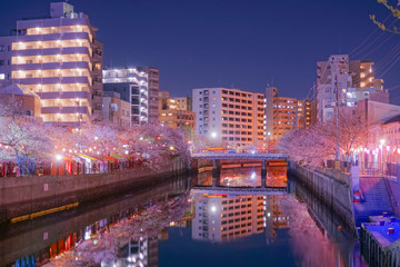 Fototapeta na wymiar 大岡川プロブナードの夜桜