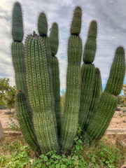 Organ Pipe Cactus, Arizona, USA - image