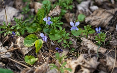 Naklejka na ściany i meble Forest violets on the lawn.