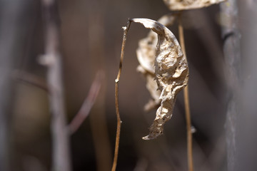 A dead leaf at the beginning of spring