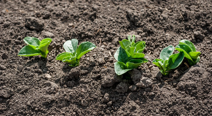 row of young bean sprouts in the soil, month from the date of landing
