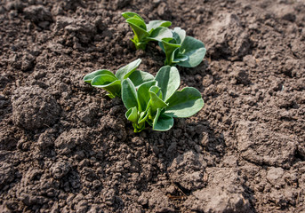 selective focus of green soy leaves on the soil field at spring, month from the date of landing
