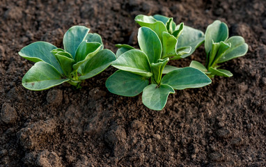 selective focus of green soy sprout leaves on the field at spring