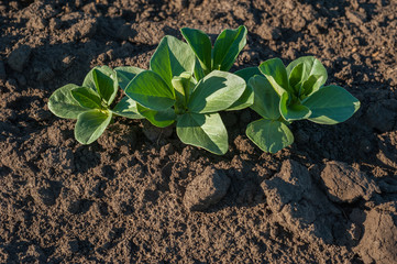 selective focus on soy sprouts leaves on the field at spring