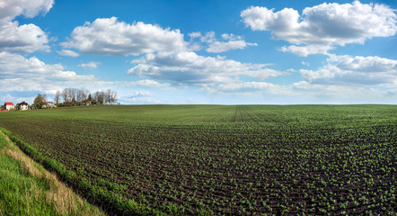 Fresh green plants soy on the field in spring, village panorama, selective focus