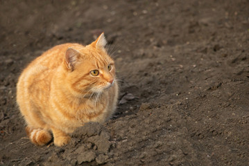 An orange cat is sitting in the garden and it looks funy and beautiful