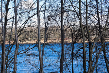 Trees stand against the background of water, the beginning of spring