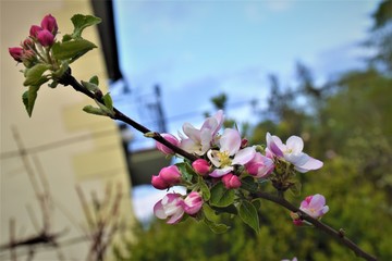 Kwiat kwitnącej jabłoni
