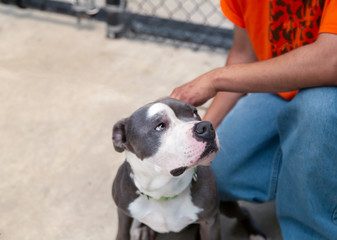 A downward partial view point of a grey and white Pit Bull Terrier mixed breed dog looking looking sheepisly up toward a person who is also partially in view
