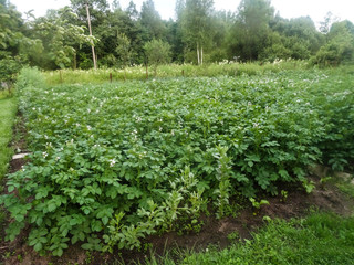 Potatoes grow in the garden