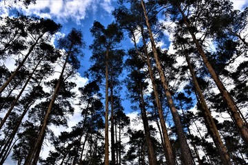 Tszubki drzew na tle nieba 