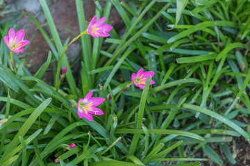 Pink lily flowers enoying the sunlight