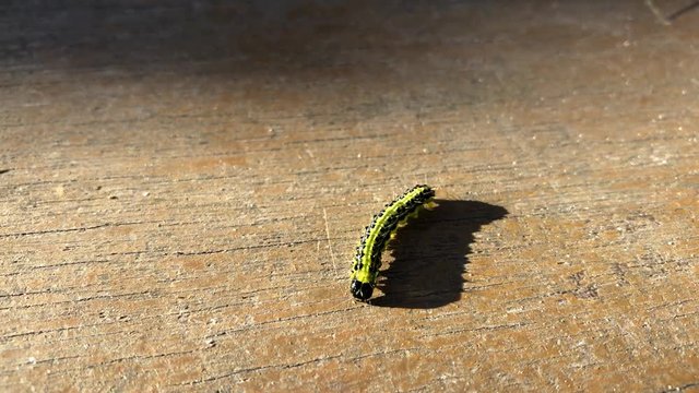 Eine Raupe des Buchsbaumz&uuml;nsler auf einem Brett. Er ist ein ostasiatischer Kleinschmetterling und sch&auml;dlich f&uuml;r Buchsb&auml;ume.