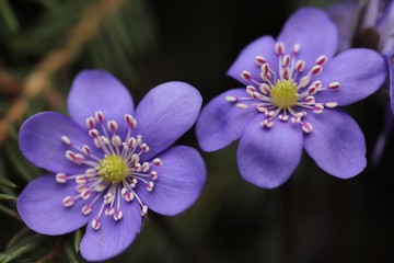 Fototapeta premium Anemone hepatica (Hepatica nobilis) blooming in the early spring.