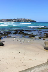 Scenery along the Bondi to Bronte Coastal Trail, Bondi Beach, Sydney, Australia