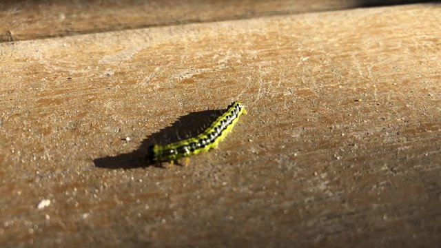 Eine Raupe des Buchsbaumz&uuml;nsler auf einem Brett. Er ist ein ostasiatischer Kleinschmetterling und sch&auml;dlich f&uuml;r Buchsb&auml;ume.