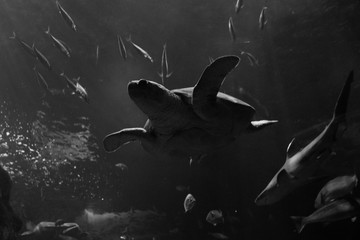 acuario tortuga tiburón peces
