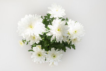 High angle close up of chyrsanthemums with green leaves in sunlight over white background (selective focus)