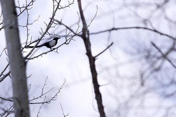 Fototapeta na wymiar A Magpie perched in a tree at the beginning of spring