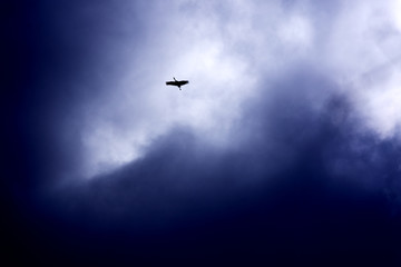 A Sandhill Crane flying high in the sky
